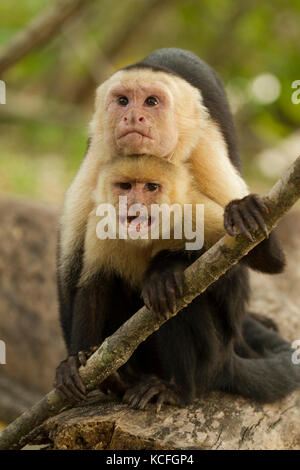 Di fronte bianco-scimmia cappuccino, Cebus capucinus, Costa Rica, America Centrale Foto Stock