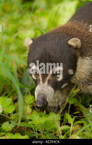 Sud Americana coati, Nasua nasua, Costa Rica, America Centrale Foto Stock