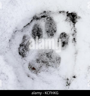 Gatto selvatico (Felis silvestris) impronta del piede sulla neve Foto Stock