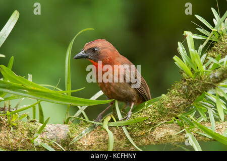 Rosso-throated Tanager Ant, Habia fuscicauda, Costa Rica, America Centrale Foto Stock