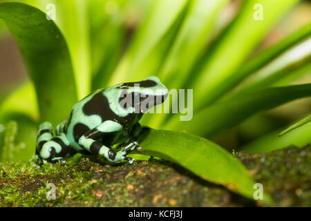 Verde e nero poison dart frog, Dendrobates auratus, Costa Rica, America Centrale Foto Stock