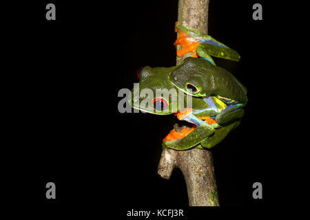 Due red-eyed tree rane, Agalychnis callidryas, appollaiato su un ramo di albero Foto Stock