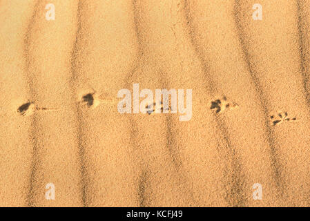 Le tracce degli animali sulla sabbia. Erg Chebbi dune di sabbia nel deserto del Sahara vicino a Merzouga, Marocco Foto Stock