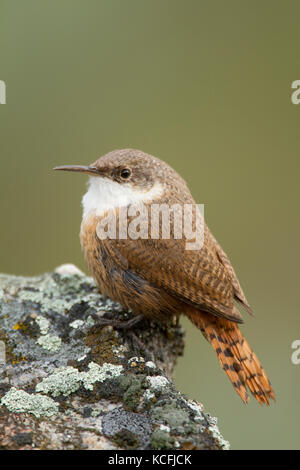 Canyon Wren, Catherpes mexicanus, Grande Bacino Desert Tour, Washington, Stati Uniti, STATI UNITI D'AMERICA Foto Stock