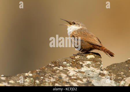 Canyon Wren, Catherpes mexicanus, Grande Bacino Desert Tour, Washington, Stati Uniti, STATI UNITI D'AMERICA Foto Stock