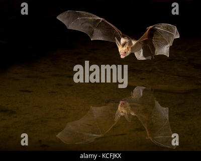 Pallida Bat, Antrozous pallidus volando a bassa quota sopra la vasca nel bacino grande deserto, Okanagan, British Columbia, Canada Foto Stock
