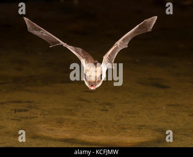 Pallida Bat, Antrozous pallidus volando a bassa quota sopra la vasca nel bacino grande deserto, Okanagan, British Columbia, Canada Foto Stock