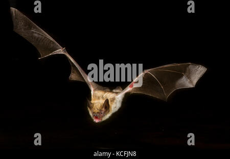 Pallida Bat, Antrozous pallidus volando a bassa quota sopra la vasca nel bacino grande deserto, Okanagan, British Columbia, Canada Foto Stock