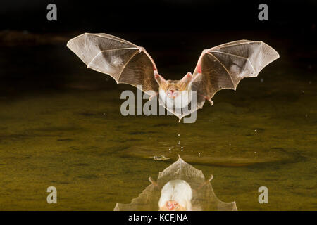 Pallida Bat, Antrozous pallidus volando a bassa quota sopra la vasca nel bacino grande deserto, Okanagan, British Columbia, Canada Foto Stock