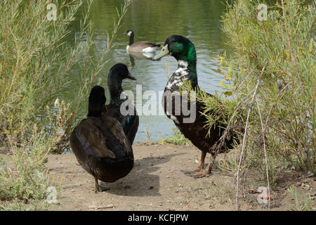 Razza mista anatre con tracce di mallard,cayuga e svedese patrimonio nero che vivono in ambiente selvatico Foto Stock