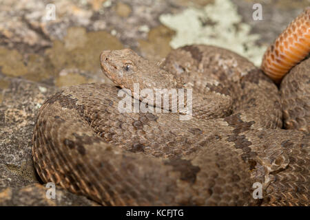 Nastrare Rattlesnake Rock, Crotalus lepidus klauberi, Miller Canyon, Sierra Vista, Deserto Sonoran, Stati Uniti, STATI UNITI D'AMERICA Foto Stock