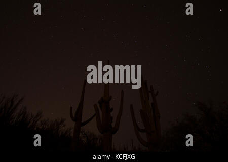 Riprese notturne, Saguaro National Monument, Deserto Sonoran, Arizona, Stati Uniti, Foto Stock