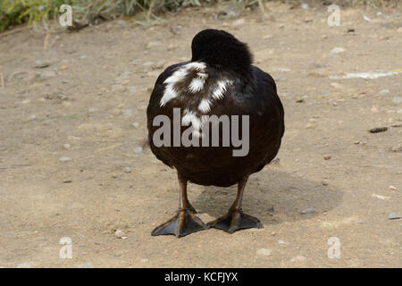 Razza mista cayuga e o eventualmente swedish black duck hen in appoggio mentre ancora alert Foto Stock