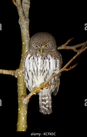 A nord il gufo pigmeo, Glaucidium gnoma gnoma, Lillooet, British Columbia, Canada Foto Stock