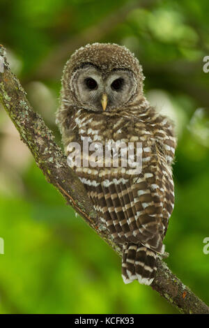 Bloccate il gufo, Strix varia, Gary Oak Habitat, British Columbia, Canada Foto Stock