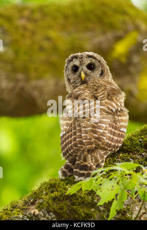 Bloccate il gufo, Strix varia, Gary Oak Habitat, British Columbia, Canada Foto Stock