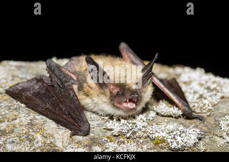 Close up Spotted pipistrelli in Lillooet, British Columbia, praterie Foto Stock