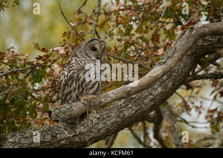 Bloccate il gufo, Strix varia, British Columbia, Canada, Gary Oak Foto Stock