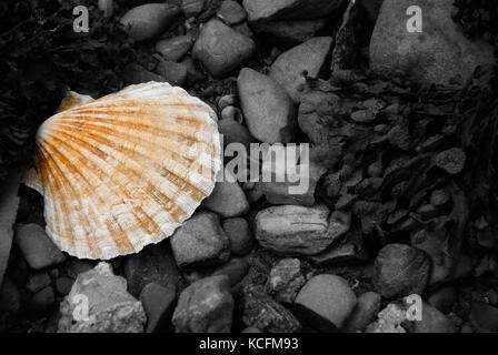 Shell Foto Stock