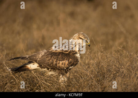 Rough-zampe, Hawk Buteo lagopus, Nanaimo, Canada Foto Stock