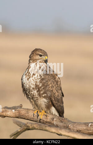 Comune Poiana Buteo buteo Hortobagy Parco nazionale di Ungheria inverno Foto Stock