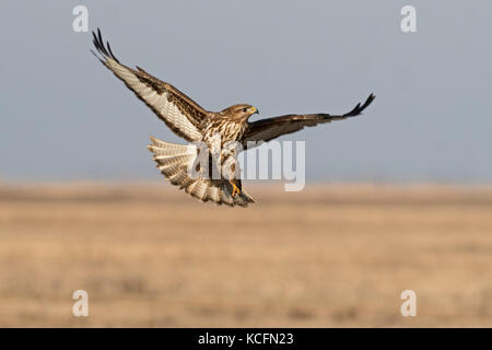 Comune Poiana Buteo buteo Hortobagy Parco nazionale di Ungheria inverno Foto Stock