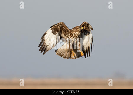 Comune Poiana Buteo buteo Hortobagy Parco nazionale di Ungheria inverno Foto Stock