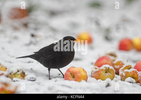 Merlo Turdus merula maschio di alimentazione sulle mele nel giardino invernale di Norfolk Foto Stock