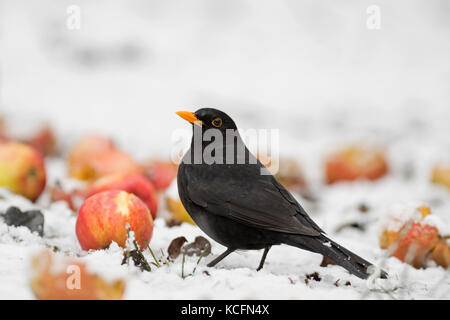 Merlo Turdus merula maschio di alimentazione sulle mele nel giardino invernale di Norfolk Foto Stock