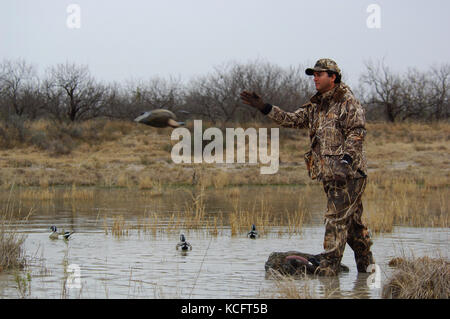 Un cacciatore di anatre in camuffamento espone le sue battute di caccia decoy in South Texas marsh Foto Stock