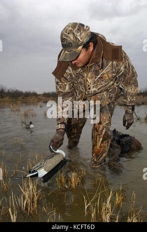 Un cacciatore di anatre in camuffamento espone le sue battute di caccia decoy in South Texas marsh Foto Stock