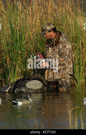 Un cacciatore di anatre in camuffamento espone le sue battute di caccia decoy in South Texas marsh Foto Stock