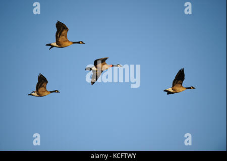 Cackling oche (Branta hutchinsii) sopra Central Saanich, BC Canada Foto Stock