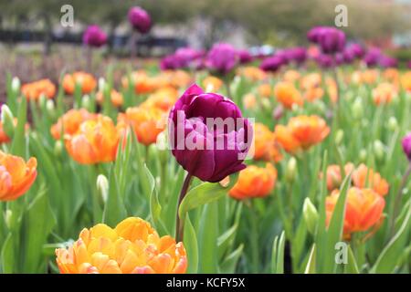 Canadian tulip festival di Ottawa Foto Stock