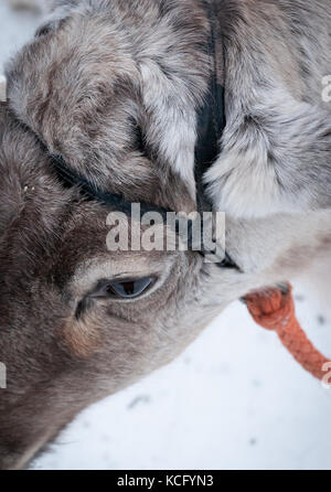 La renna close up shot Foto Stock