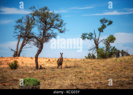 I canguri nel mungo national park, Australia Foto Stock