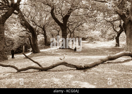 L uomo si allontana con il cane lungo la pista tra gli alberi della foresta di Epping Forest con ramo caduto attraverso la via in tonalità seppia. Foto Stock