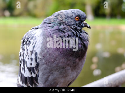 Bella pigeon vicino all'acqua nel Parco, Vista ravvicinata Foto Stock