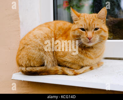 La graziosa senzatetto bella ginger rosso gatto striato giace sul davanzale Foto Stock