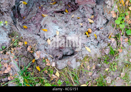 Natural multi-colore di argilla o fango sulla superficie della terra. è utilizzato per la costruzione, medico e cosmetico. Foto Stock