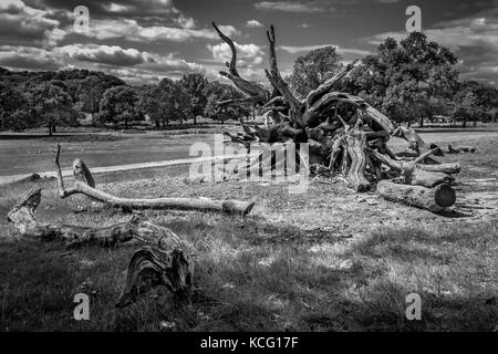 Sdraiato tronchi di alberi morti sul terreno di un bosco inglese in estate, Regno Unito Foto Stock