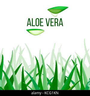 Aloe vera vettore. fette e impianto. aloe barbadensis mill, star cactus, aloe, aloina, jafferabad o barbados Illustrazione Vettoriale