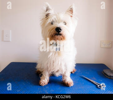 Scruffy sporco West Highland White Terrier westie cane sulla toelettatura tabella con le forbici Foto Stock