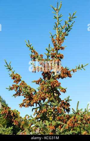 Pigne cresce su albero di abete rosso Foto Stock