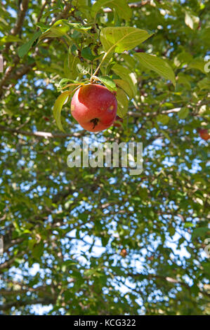 McIntosh crescente di Apple su apple tree Foto Stock