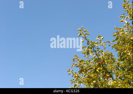 Apple decadendo nella struttura ad albero di Apple Foto Stock