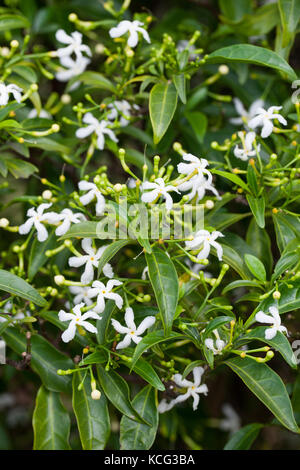 Mulino a vento bush (tabernaemontana pandacaqui) fiori. abbassare daintree. Parco Nazionale Daintree. queensland. Australia. Foto Stock