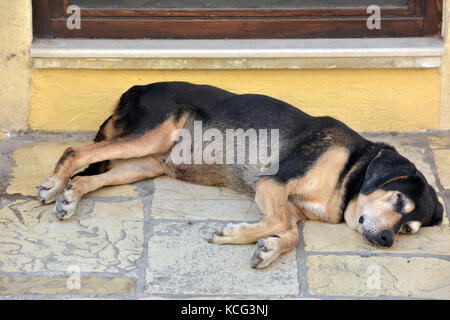 Un pigro cane stanco o pooch dormire sul pavimento in corrispondenza della soglia di una porta ad esso i proprietari della casa. mans migliore amico. Foto Stock