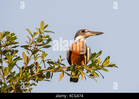 Un Kingfisher arroccato e anellato in cerca di preda. Fiume Cuiaba, Pantanal settentrionale, Brasile. Foto Stock