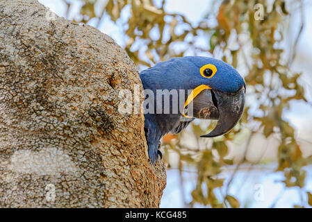 Macaw giacinto all'interno del suo nido in un albero cavo. Pocone, Pantanal settentrionale, Brasile. Foto Stock